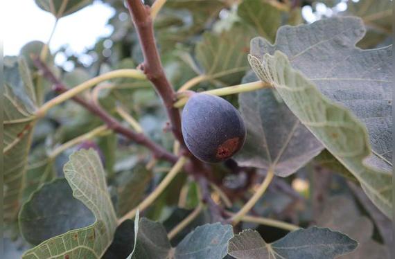 En el valle de Asia (Cañete), cuando baja la niebla en verano, los higos están en su punto de cosecha.   