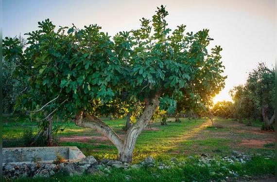 La higuera es uno de los primeros árboles domesticados por el hombre.   