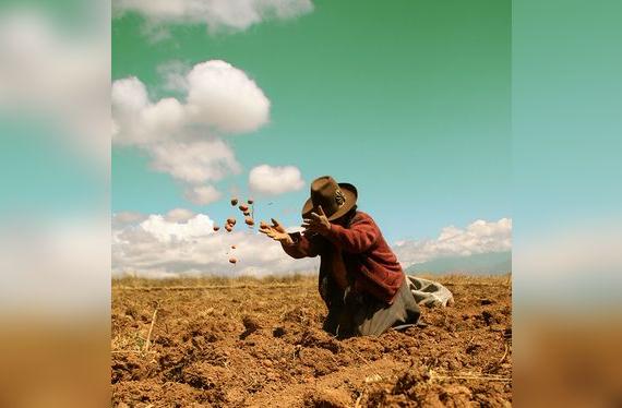 Las mujeres cumplen un papel clave en la cosecha de la papa.    
