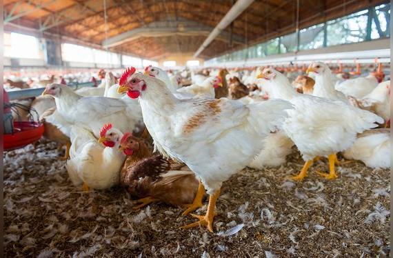 La crianza de pollos no incluye hormonas, pero sí una alimentación acorde con su edad.   