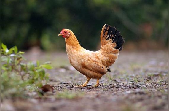 La gallina criolla colorada es buena para el caldo.    