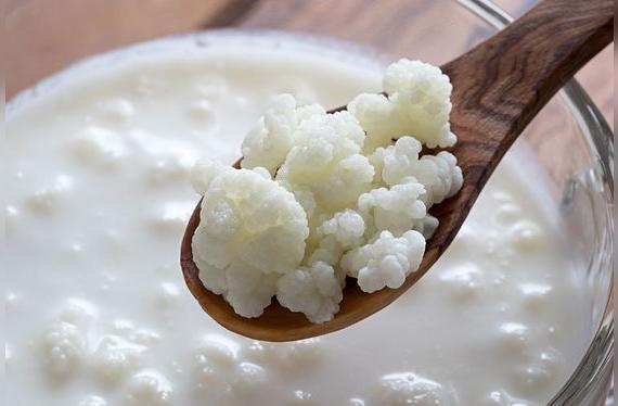 Las bacterias de kéfir tienen una apariencia de coliflor.   