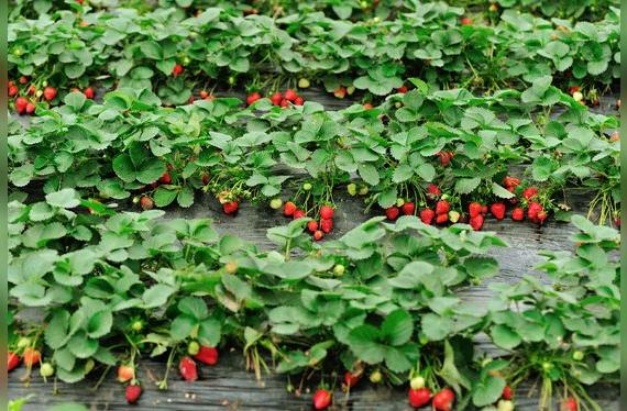 Como crecen al ras del piso, las fresas requieren un cuidado especial antes de comerlas.   