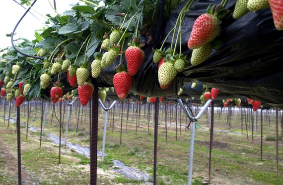 Los cultivos hidropónicos con una gran solución en lo que respecta a sanidad.    
