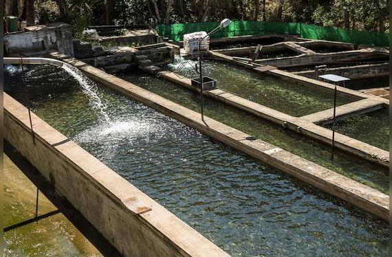 Piscigranja de truchas: una de las miles instaladas en la zonas de altura de nuestro país.    
