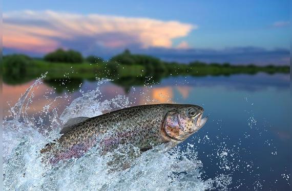 El salmón silvestre tiene un ciclo de vida de película.   
