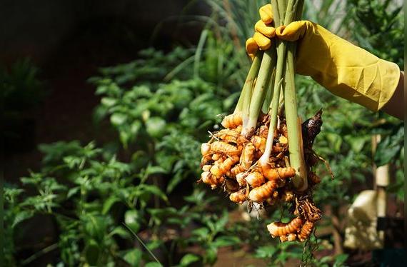 Esta pequeña raíz tiene un potencial impresionante.   