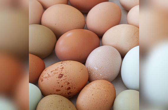 Tanto los huevos blancos como los marrones aportan proteína, vitaminas y minerales esenciales.   