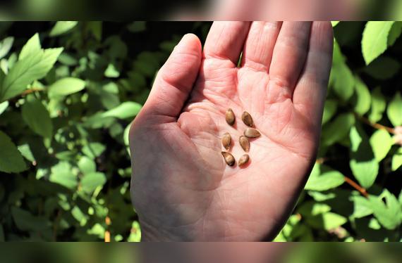 Semillas con cianuro.   