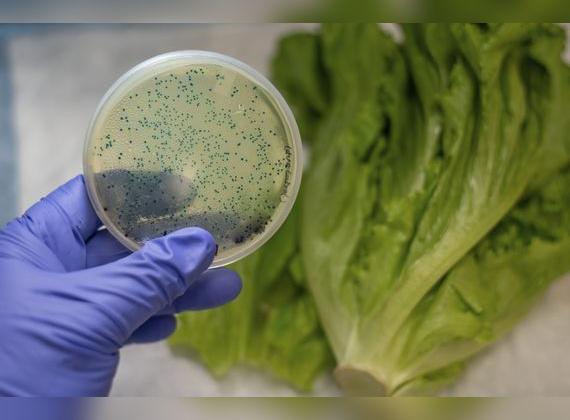 Las bacterias pueden multiplicarse en la lechuga   