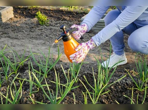 Agroquímicos en cebolla china.   