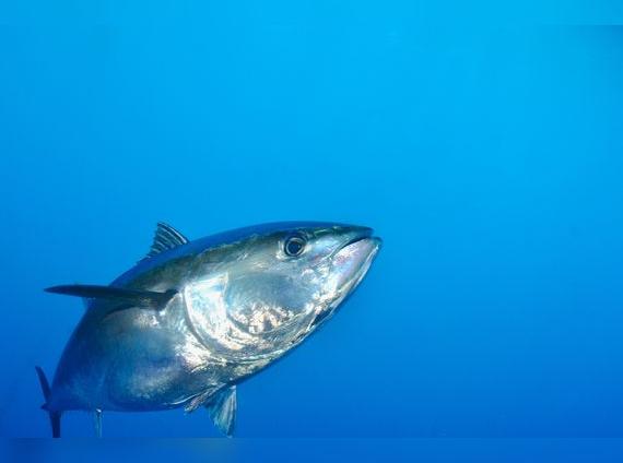 El pez atún es una de las especies marinas con más niveles de mercurio en su organismo.   