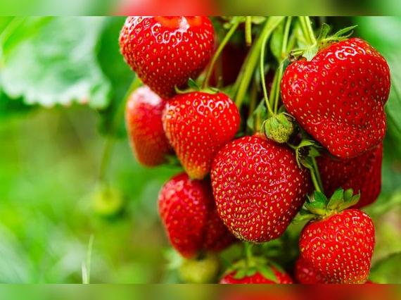 Se hallaron restos de pesticidas en las fresas vendidas en cinco mercados de algunos distritos de Lima.   
