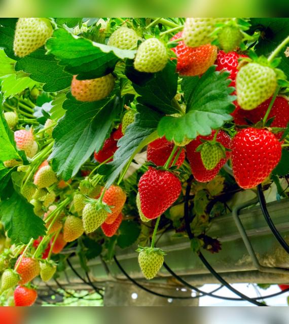 Lo mejor es optar por fresas orgánicas o hidropónicas.   