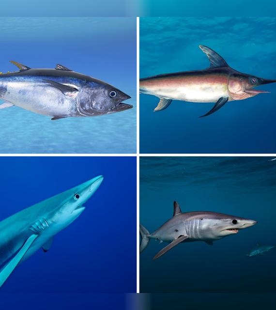  Atún rojo, pez espada, tiburón tintorera y marrajo.   