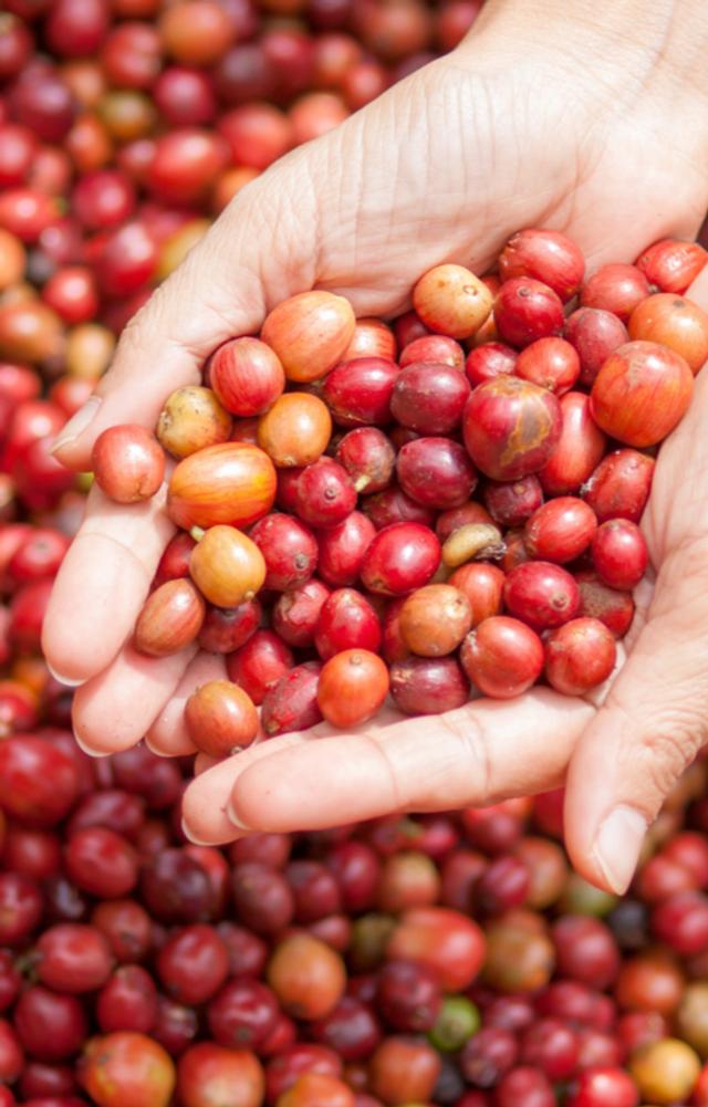  Frutos de café o cafés cerezos, recién extraídos de la planta y listos para su procesamiento.    