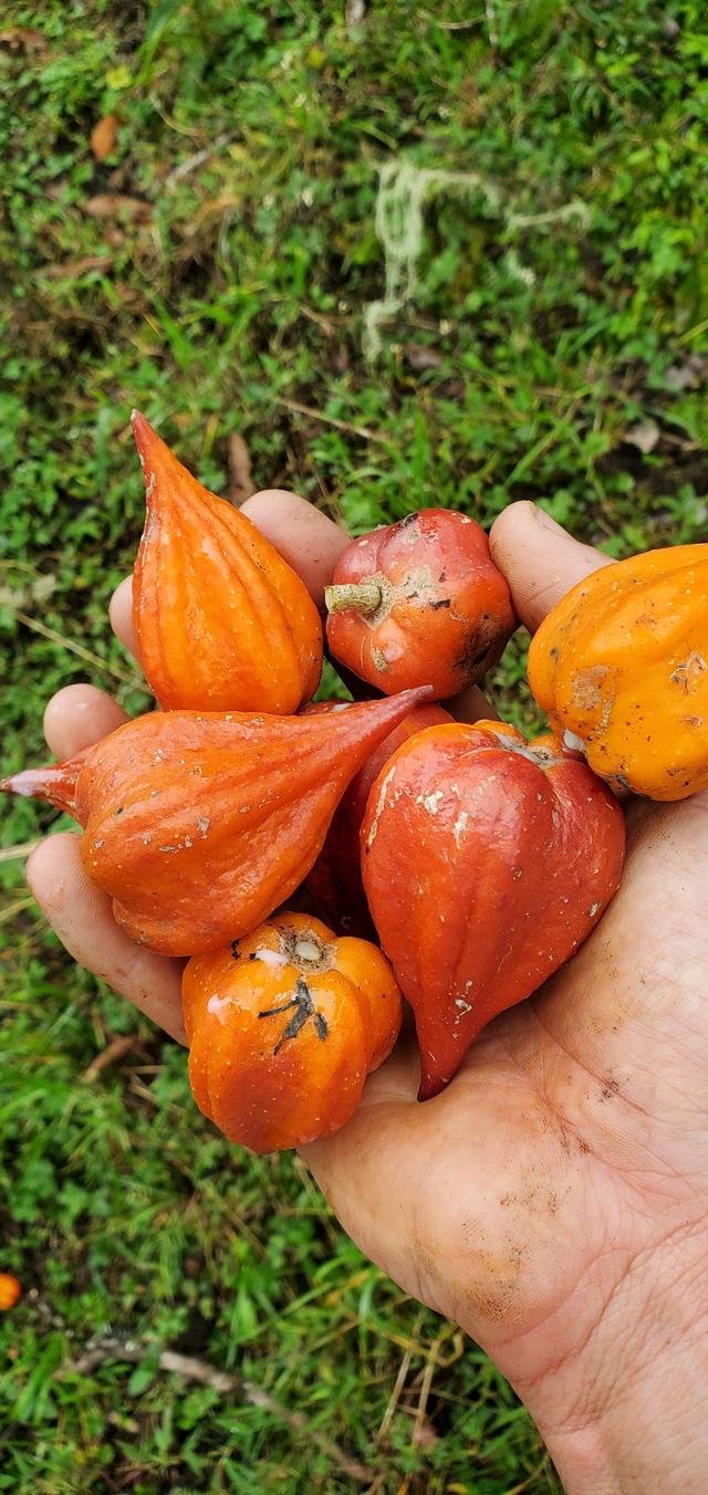 Se asemeja a una pequeña papaya en su aspecto Se asemeja a una pequeña papaya en su aspecto