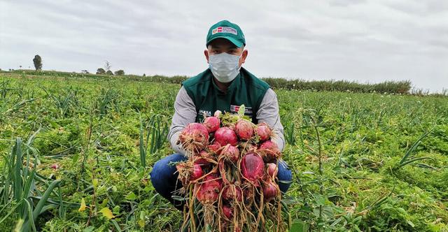 Arequipa es el mayor productor de cebollas en el Perú   