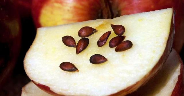 Las semillas de la manzana contienen amigdalina, una sustancia tóxica para el cuerpo humano.   