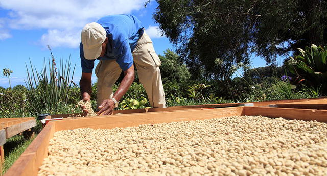 Producción de café buenazo