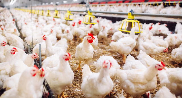 granja de pollos buenazo