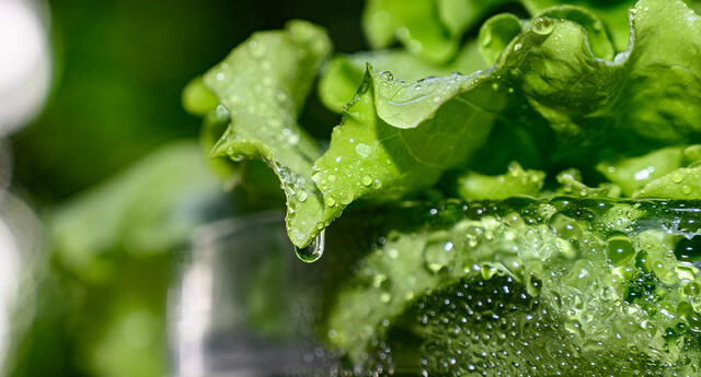 Lechuga fresca buenazo