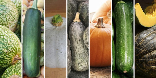 Variedades de zapallos y calabazas buenazo
