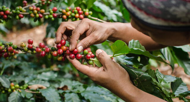 Café arábica buenazo