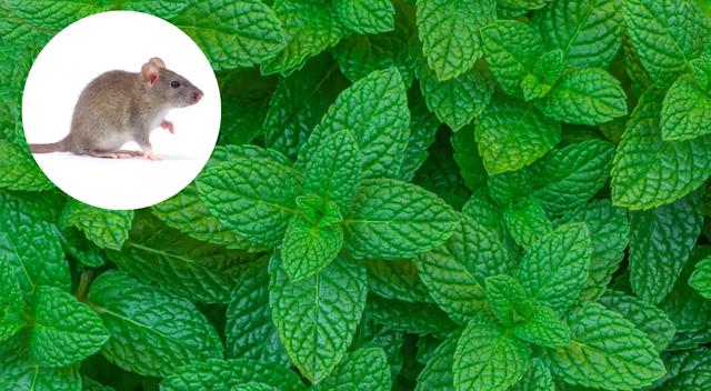 Los roedores no toleran el olor de la menta   