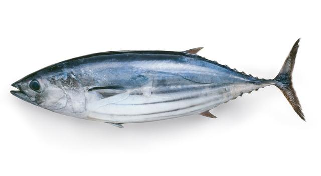 Pescado bonito Pescado bonito