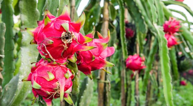  La pitahaya se cultiva principalmente en países tropicales como Perú, México, Colombia y Ecuador.    