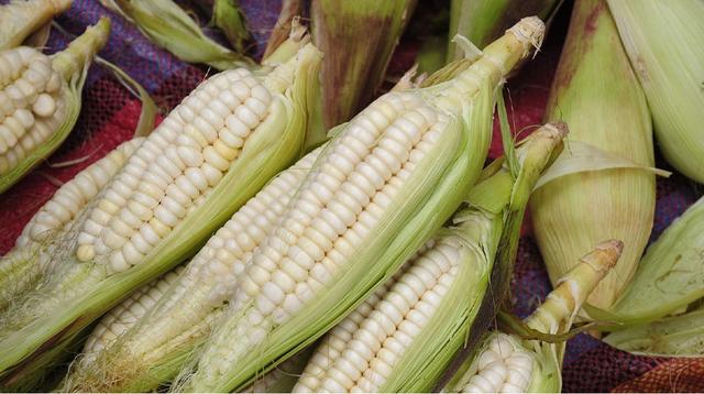 Es considerado un alimento energético, pues contiene fósforo, zinc, hierro y potasio. Es considerado un alimento energético, pues contiene fósforo, zinc, hierro y potasio.