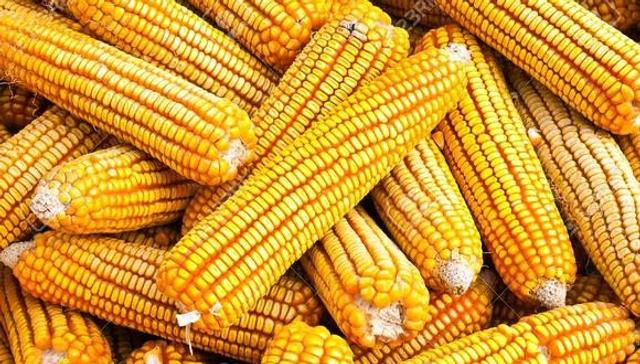 Se cosecha principalmente como insumo destinado a la alimentación del ganado avícola y porcino. Se cosecha principalmente como insumo destinado a la alimentación del ganado avícola y porcino.