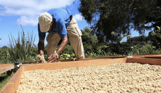 Producción café peruano Producción café peruano