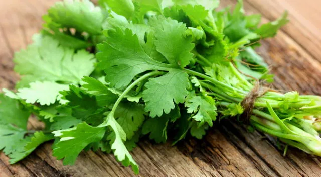 culantro culantro