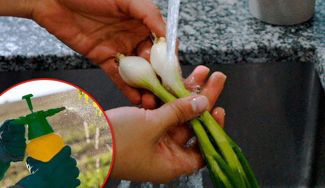 ¿Cómo lavar cebolla china para eliminar pesticidas? ¿Cómo lavar cebolla china para eliminar pesticidas?