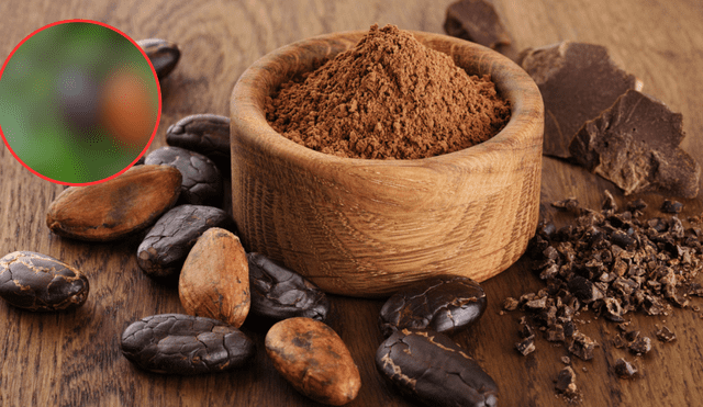 ¿El cacao surgió en Perú o en México? Un estudio señala dónde nació el cacao hace 5000 años ¿El cacao surgió en Perú o en México? Un estudio señala dónde nació el cacao hace 5000 años