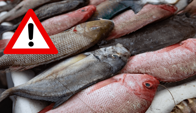 ¡Cuidado! Estos son los pescados con más mercurio ¡Cuidado! Estos son los pescados con más mercurio