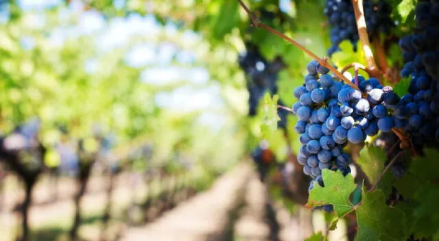 Cultivadas en viñas, las uvas son apreciadas por ser la fruta que produce el vino. Fuente: Pexels. Cultivadas en viñas, las uvas son apreciadas por ser la fruta que produce el vino. Fuente: Pexels.