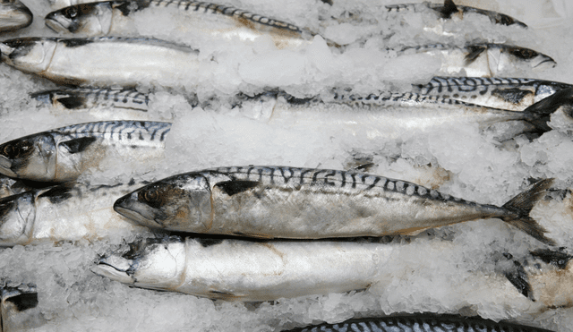 Evita el consumo de estos peces con mercurio en Semana Santa. Foto: Buenazo / Shutterstock Evita el consumo de estos peces con mercurio en Semana Santa. Foto: Buenazo / Shutterstock