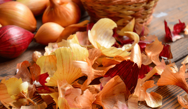 La cáscara de la cebolla puede utilizarse para las recetas y realzar el sabor. Foto: Buenazo / Shutterstock La cáscara de la cebolla puede utilizarse para las recetas y realzar el sabor. Foto: Buenazo / Shutterstock