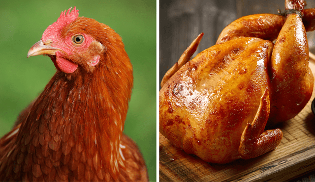 consumir pollo consumir pollo