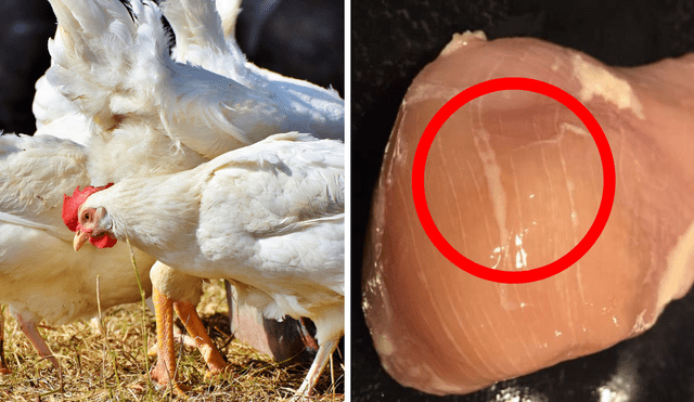 Las estrías blancas podrían ser señal de un problema en el pollo que consumes Las estrías blancas podrían ser señal de un problema en el pollo que consumes