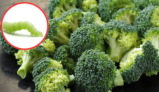 Truco casero para eliminar las lombrices del brócoli. Foto: Buenazo / Shutterstock Truco casero para eliminar las lombrices del brócoli. Foto: Buenazo / Shutterstock