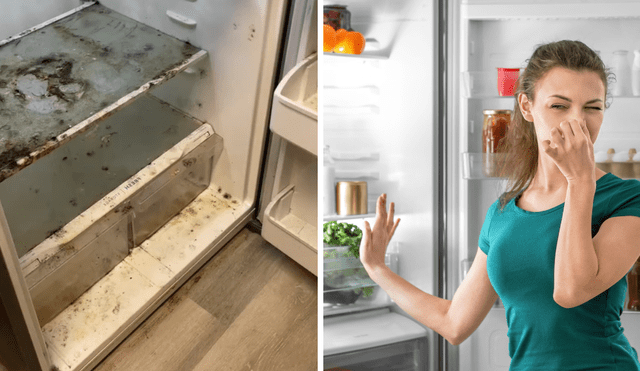 ¿Cómo eliminar el mal olor de la refrigeradora? ¿Cómo eliminar el mal olor de la refrigeradora?