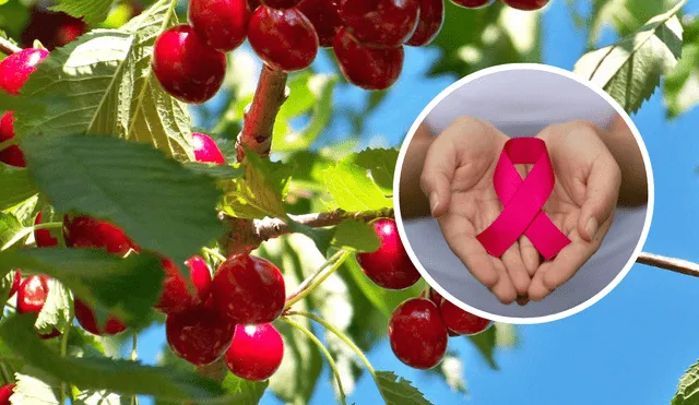 Cerezas llenas de sabor y propiedades Cerezas llenas de sabor y propiedades