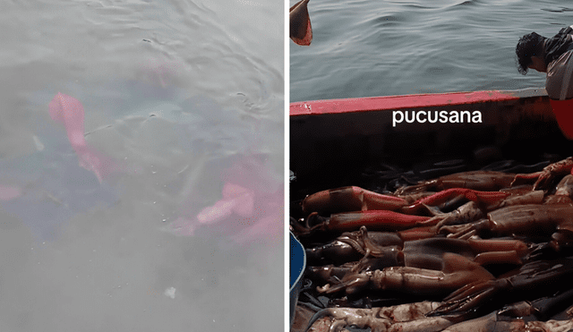 La aparición de pota en la orilla preocupa a los pescadores. Foto: Buenazo / Tiktok La aparición de pota en la orilla preocupa a los pescadores. Foto: Buenazo / Tiktok