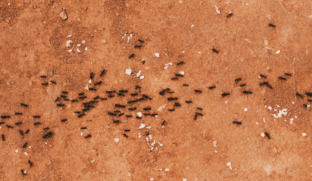 Una solución casera y viral en TikTok promete acabar con insectos como arañas y cucarachas. Una solución casera y viral en TikTok promete acabar con insectos como arañas y cucarachas.