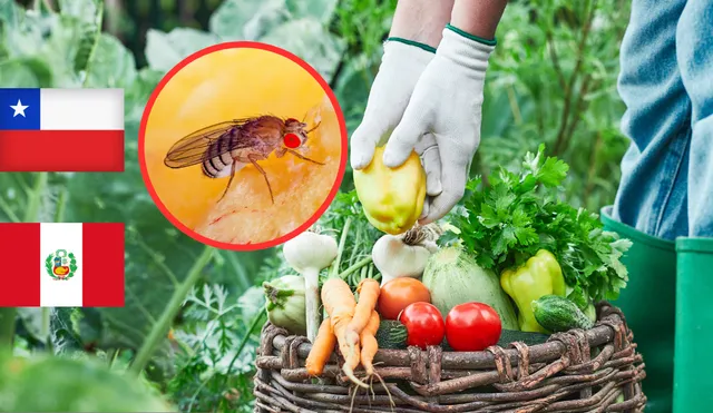 Acusan a Perú de “infectar” cultivos chilenos con mosca de la fruta. Acusan a Perú de “infectar” cultivos chilenos con mosca de la fruta.