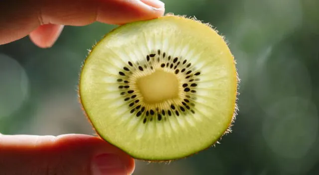 ¿Quieres sembrar semillas de kiwi? Este es el paso a paso necesario. Fuente: Pexels. ¿Quieres sembrar semillas de kiwi? Este es el paso a paso necesario. Fuente: Pexels.
